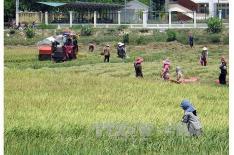 Nông dân An Giang đang thu hoạch vụ lúa hè thu. Ảnh: TTXVN Nông dân An Giang đang thu hoạch vụ lúa hè thu. Ảnh: TTXVN