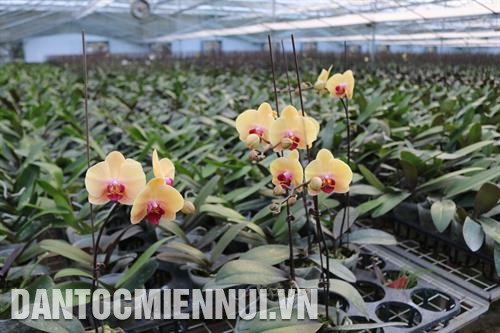 Các giống hoa lan tại Công ty cổ phần Hoa nhiệt đới (Mộc Châu - Sơn La)