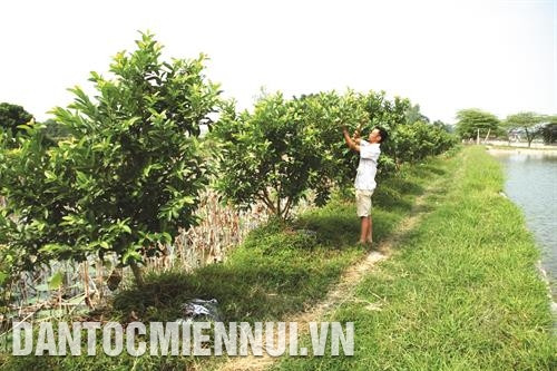Bà con nông dân xã Trung Tú tận dụng những khoảnh đất trống quanh bờ ao để trồng cây ăn quả