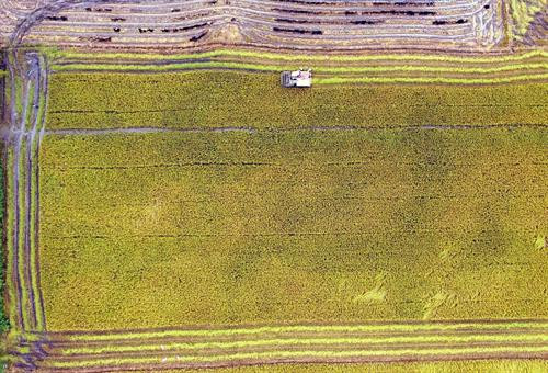 Mô hình cánh đồng mẫu tại xã Phước Hưng, Huyện Trà Cú