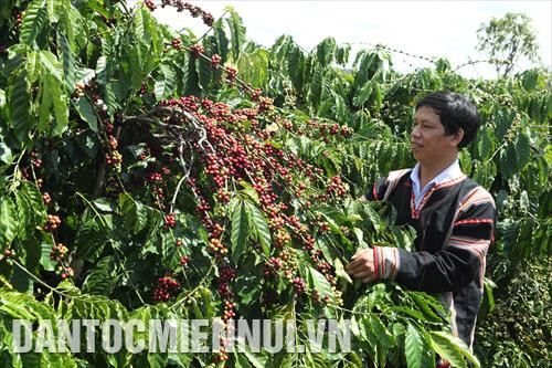 Anh Kpă Meo, người dân tộc Jrai ở làng Tung, xã Ia O, huyện Chư Prông (Gia Lai) kiểm tra độ chín của cà phê