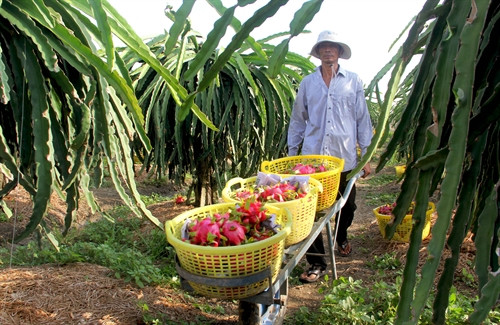 Nông dân HTX Thanh long Long Trì (huyện Châu Thành, Long An) thu hoạch thanh long.
