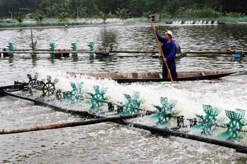 Vay vốn giải quyết việc làm còn giúp bà con đầu tư phát triển mô hình nuôi tôm ven biển, làm giàu ngay trên quê hương