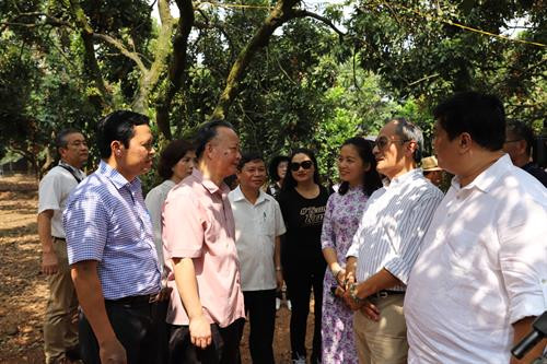Phó Chủ tịch Thường trực UBND Thành phố Hà Nội Nguyễn Văn Sửu (thứ hai, bên trái) yêu cầu ngành nông nghiệp thành phố cùng các địa phương cần đẩy mạnh phát triển sản phẩm nhãn chín muộn, nâng cao cả sản lượng và chất lượng, để xuất khẩu thêm nhiều thị trường khác trên thế giới. Ảnh: Lê Lan Hương Phó Chủ tịch Thường trực UBND Thành phố Hà Nội Nguyễn Văn Sửu chụp ảnh lưu niệm với Đoàn cán bộ Hội đồng xúc tiến Nông Lâm Ngư nghiệp Nhật Bản nhân dịp đoàn đến thăm Trang trại trồng nhãn chín muộn của hộ gia đình ông Trần Văn Bảy – Phó Chủ tịch Hội sản xuất và kinh doanh nhãn chín muộn huyện Hoài Đức, Hà Nội. Ảnh: Lê Lan Hương Lãnh đạo địa phương và Lãnh đạo Sở Nông nghiệp và Phát triển nông thôn Hà Nội đánh giá chất lượng sản phẩm nhãn chín muộn của xã Đại Thành, huyện Quốc Oai, Hà Nội. Ảnh: Lê Lan Hương Lãnh đạo địa phương và Lãnh đạo Sở Nông nghiệp và Phát triển nông thôn Hà Nội đánh giá chất lượng sản phẩm nhãn chín muộn của xã Đại Thành, huyện Quốc Oai, Hà Nội. Ảnh: Lê Lan Hương Lãnh đạo địa phương và Lãnh đạo Sở Nông nghiệp và Phát triển nông thôn Hà Nội đánh giá chất lượng sản phẩm nhãn chín muộn của xã Đại Thành, huyện Quốc Oai, Hà Nội. Ảnh: Lê Lan Hương