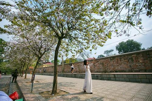 Hoa ban Tây Bắc nở giữa lòng Hà Nội ảnh 15