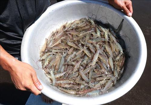 Sử dụng chế phẩm sinh học trong nuôi tôm giúp tôm tăng trưởng, đạt năng suất cao trong vụ nuôi. Ảnh: Nguyễn Thành – TTXVN Sử dụng chế phẩm sinh học trong nuôi tôm giúp tôm tăng trưởng, đạt năng suất cao trong vụ nuôi. Ảnh: Nguyễn Thành – TTXVN