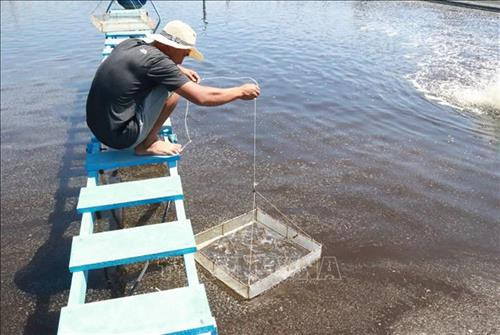 Kiểm tra tôm tại cơ sở nuôi tôm ở xã Phước Dinh, huyện Thuận Nam. Ảnh: Nguyễn Thành – TTXVN Kiểm tra tôm tại cơ sở nuôi tôm ở xã Phước Dinh, huyện Thuận Nam. Ảnh: Nguyễn Thành – TTXVN