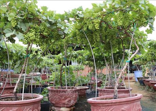 Chậu nho kiểng xếp vào hàng “siêu phẩm” có số lượng gần 50 chùm quả. Ảnh: Nguyễn Thành – TTXVN Chậu nho kiểng xếp vào hàng “siêu phẩm” có số lượng gần 50 chùm quả. Ảnh: Nguyễn Thành – TTXVN