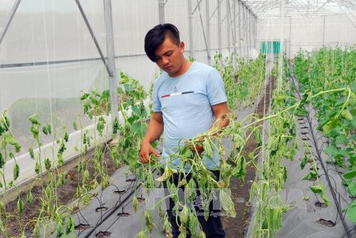 Hiện trường gần 1.500 gốc dưa khoảng 1 tháng nữa thu hoạch bị kẻ gian phá hoại. Ảnh: Mạnh Linh-TTXVN Hiện trường gần 1.500 gốc dưa khoảng 1 tháng nữa thu hoạch bị kẻ gian phá hoại. Ảnh: Mạnh Linh-TTXVN