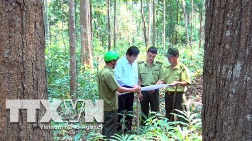 Lực lượng của Ban quản lý rừng đặc dụng Đăk Uy thường xuyên tuần tra, kiểm tra rừng trắc. Ảnh: Quang Thái- TTXVN Lực lượng của Ban quản lý rừng đặc dụng Đăk Uy thường xuyên tuần tra, kiểm tra rừng trắc. Ảnh: Quang Thái- TTXVN