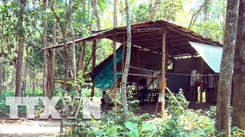 Để bảo vệ rừng trắc, 6 nhà bảo vệ và 11 lán trại được xây dựng. Ảnh: Quang Thái- TTXVN Để bảo vệ rừng trắc, 6 nhà bảo vệ và 11 lán trại được xây dựng. Ảnh: Quang Thái- TTXVN