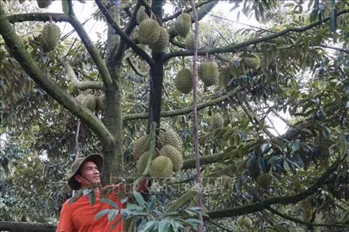 Tiền Giang xây dựng vùng chuyên canh sầu riêng . Ảnh:Nguyễn Minh Trí - TTXVN