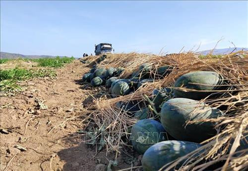 Dưa hấu được thu mua cũng chỉ ở mức giá 700đ/kg. Ảnh: Dư Toán - TTXVN Dưa hấu được thu mua cũng chỉ ở mức giá 700đ/kg. Ảnh: Dư Toán - TTXVN