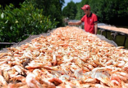 Phơi tôm khô nguyên vỏ tại HTX Tân Phát Lợi, xã Tân Ân Tây, huyện Ngọc Hiển. Ảnh: An Hiếu – TTXVN Phơi tôm khô nguyên vỏ tại HTX Tân Phát Lợi, xã Tân Ân Tây, huyện Ngọc Hiển. Ảnh: An Hiếu – TTXVN