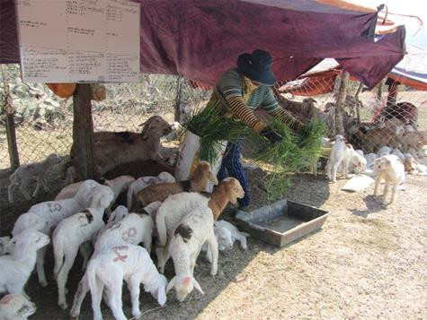 Che nắng, bổ sung thức ăn cho vật nuôi mùa nóng. Ảnh: nguoichannuoi.com Che nắng, bổ sung thức ăn cho vật nuôi mùa nóng. Ảnh: nguoichannuoi.com