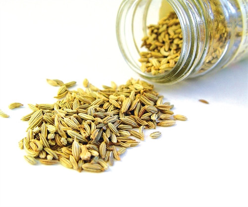 Quý giá cây thì là ảnh 2 Quý giá cây thì là ảnh 2