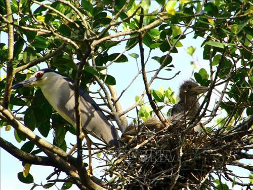 Tổ chim vạc tại vườn chim. Ảnh: Kim Há - TTXVN Tổ chim vạc tại vườn chim. Ảnh: Kim Há - TTXVN