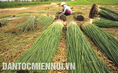Phân loại lác sau khi thu hoạch tại xã Ðức Mỹ, huyện Càng Long. Ảnh: An Hiếu Mô hình cánh đồng mẫu lớn tại xã Phước Hưng, huyện Trà Cú. Ảnh: An Hiếu Người dân ở xã Ðức Mỹ, huyện Càng Long dệt thảm từ sơ dừa. Ảnh: An Hiếu Phân loại lác sau khi thu hoạch tại xã Ðức Mỹ, huyện Càng Long. Ảnh: An Hiếu Mô hình cánh đồng mẫu lớn tại xã Phước Hưng, huyện Trà Cú. Ảnh: An Hiếu Người dân ở xã Ðức Mỹ, huyện Càng Long dệt thảm từ sơ dừa. Ảnh: An Hiếu