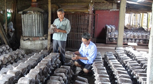 Ông Phạm Văn Mỹ kiểm tra các bịch giống nấm tại nhà xưởng