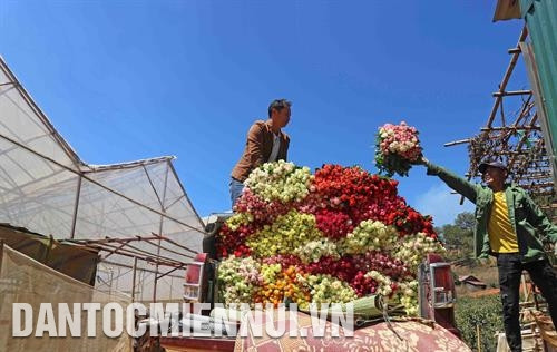 Nhờ chuyển đổi từ trồng rau, dâu tây... sang trồng hoa, hơn 200 hộ đồng bào dân tộc ở thị trấn Lạc Dương có thu nhập hàng trăm triệu đồng, thậm chí cả tỷ đồng/năm. Ảnh: Nguyễn Dũng