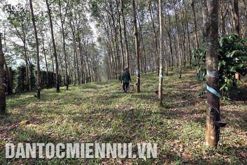 Con em đồng bào các dân tộc trong tỉnh được đào tạo kiến thức nông nghiệp công nghệ mới từ khi còn học trong trường dân tộc nội trú. Ảnh: Trần Việt Sơ chế chuối Laba xuất khẩu sang Nhật Bản tại cơ sở của gia đình ông Nguyễn Huy Phương ở xã Đạ K’Nàng, huyện Đam Rông. Ảnh: Nguyễn Dũng Một cánh rừng cao su ở xã Đạ Ploa, huyện Đạ Huoai. Ảnh: Trần Việt