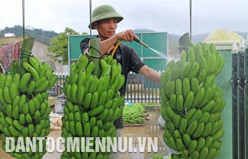 Con em đồng bào các dân tộc trong tỉnh được đào tạo kiến thức nông nghiệp công nghệ mới từ khi còn học trong trường dân tộc nội trú. Ảnh: Trần Việt Sơ chế chuối Laba xuất khẩu sang Nhật Bản tại cơ sở của gia đình ông Nguyễn Huy Phương ở xã Đạ K’Nàng, huyện Đam Rông. Ảnh: Nguyễn Dũng Một cánh rừng cao su ở xã Đạ Ploa, huyện Đạ Huoai. Ảnh: Trần Việt