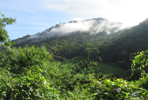 Vẻ đẹp Vườn quốc gia Phước Bình trong sương sớm Vẻ đẹp Vườn quốc gia Phước Bình trong sương sớm