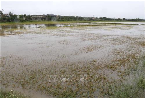 Ruộng lúa ở huyện Cam Lộ (Quảng Trị) bị ngập trắng. Ảnh: Nguyên Lý-TTXVN Ruộng lúa ở huyện Cam Lộ (Quảng Trị) bị ngập trắng. Ảnh: Nguyên Lý-TTXVN