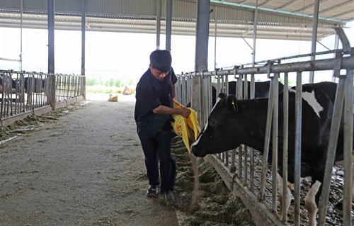 Cấp thức ăn cho đàn bò.