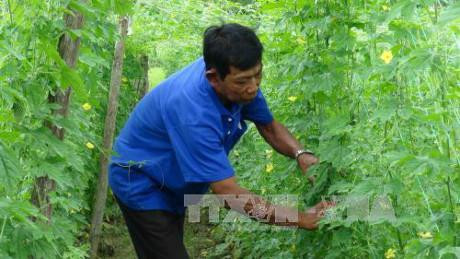 Nông dân xã Đa Lộc (huyện Châu Thành, tỉnh Trà Vinh) chăm sóc diện tích rau màu được đầu tư từ nguồn vốn vay ưu đãi. Nông dân xã Đa Lộc (huyện Châu Thành, tỉnh Trà Vinh) chăm sóc diện tích rau màu được đầu tư từ nguồn vốn vay ưu đãi.