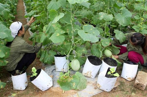 Áp dụng hệ thống hòa trộn phân bón và tưới nước tự động cho dưa Mỹ trồng trong nhà lưới. Ảnh: Thanh Tùng-TTXVN Áp dụng hệ thống hòa trộn phân bón và tưới nước tự động cho dưa Mỹ trồng trong nhà lưới. Ảnh: Thanh Tùng-TTXVN