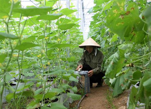 Chăm sóc vườn dưa Mỹ trồng trong nhà lưới. Ảnh: Thanh Tùng-TTXVN Chăm sóc vườn dưa Mỹ trồng trong nhà lưới. Ảnh: Thanh Tùng-TTXVN