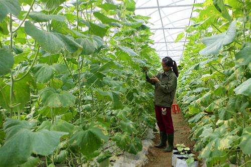 Lứa quả thứ 2 của mô hình trồng dưa Mỹ trong nhà lưới theo hướng VietGap đang phát triển tốt. Ảnh: Thanh Tùng-TTXVN Lứa quả thứ 2 của mô hình trồng dưa Mỹ trong nhà lưới theo hướng VietGap đang phát triển tốt. Ảnh: Thanh Tùng-TTXVN