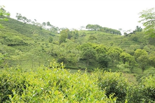 Những năm gần đây, diện tích đất trống, đồi trọc ở Văn Chấn đã được phủ xanh đáng kể