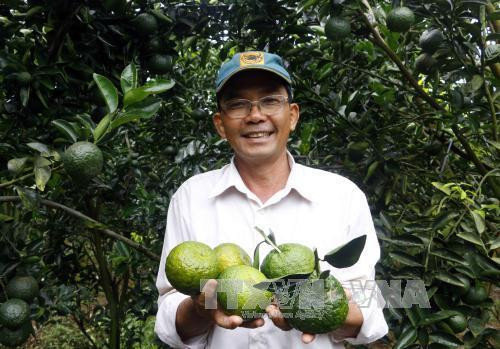 Nông dân trên địa bàn quận Ô Môn, TP Cần thơi đã thành lập 3 hợp tác xã để liên kết sản xuất cây ăn trái. Ảnh: Thanh Liêm - TTXVN Nông dân trên địa bàn quận Ô Môn, TP Cần thơi đã thành lập 3 hợp tác xã để liên kết sản xuất cây ăn trái. Ảnh: Thanh Liêm - TTXVN