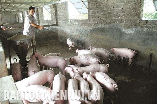 Gia đình anh Đào Viết Đoài ở thôn Quảng Tái phát triển mô hình sản xuất đa canh vừa cho hiệu quả kinh tế vừa đảm bảo vệ sinh môi trường