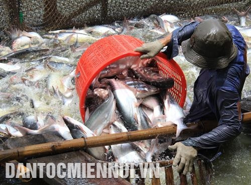 Thị xã Ngã Bảy chú trọng phát triển các mô hình kinh tế hiệu quả, từng bước cải thiện cuộc sống người dân. Ảnh: Hồng Dân