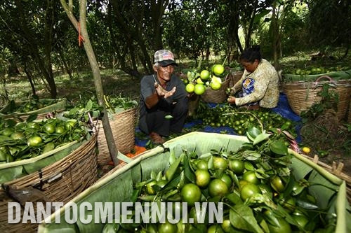 Nhà vườn nhộn nhịp thu hoạch cam phục vụ Tết Canh Tý 2020. Ảnh: Hồng Dân