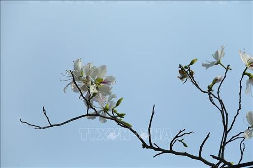 Những bông hoa của núi rừng Tây Bắc. Ảnh: Phan Tuấn Anh - TTXVN Những bông hoa của núi rừng Tây Bắc. Ảnh: Phan Tuấn Anh - TTXVN
