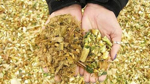 Ủ ngô và thân cây lạc (tươi) làm thức ăn cho bò. Ảnh: nhanong.com.vn Ủ ngô và thân cây lạc (tươi) làm thức ăn cho bò. Ảnh: nhanong.com.vn
