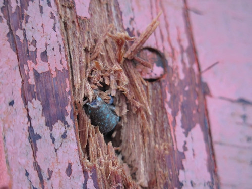 Thân tàu bị thủng do đạn bắn Thân tàu bị thủng do đạn bắn