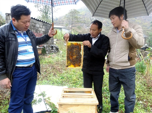 Lãnh đạo xã Sủng Thài thăm mô hình nuôi ong của ông Chá (người đứng giữa). Lãnh đạo xã Sủng Thài thăm mô hình nuôi ong của ông Chá (người đứng giữa).