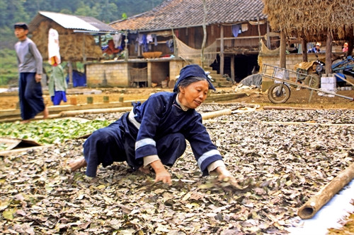 Chất keo dính dùng để dính bột trầm với thân hương được làm từ những lá keo phơi khô, loại lá này là đặc trưng duy nhất chỉ có làng làm hương Phja Thắp trên Cao Bằng trồng được. Chất keo dính dùng để dính bột trầm với thân hương được làm từ những lá keo phơi khô, loại lá này là đặc trưng duy nhất chỉ có làng làm hương Phja Thắp trên Cao Bằng trồng được.