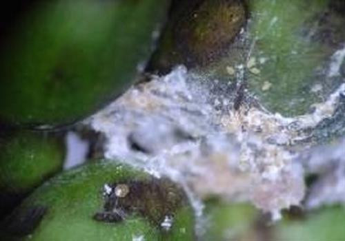 Trứng rệp trong nách quả. Ảnh: nongnghiep.vn