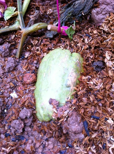 Chăm sóc và phòng trừ sâu bệnh là khuâ quan trọng trong kỹ thuật trồng cây su su Chăm sóc và phòng trừ sâu bệnh là khuâ quan trọng trong kỹ thuật trồng cây su su