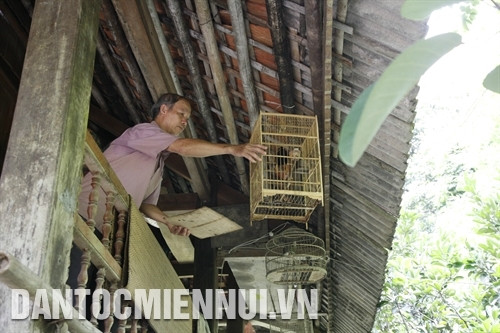 Những lúc nghỉ ngơi, ông Hoàng Đình Thìn tự tay chăm sóc những chú chim nhỏ để cảm nhận cuộc sống thi vị hơn. Ảnh: Phan Ngọc Đức