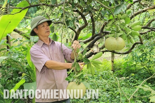 Ông Hoàng Đình Thìn chăm sóc vườn cây ăn quả của gia đình. Ảnh: Phan Ngọc Đức