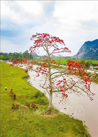 Hoa gạo nở rực tại huyện Yên Mô (Ninh Bình). Ảnh: Minh Đức - TTXVN Hoa gạo nở rực tại huyện Yên Mô (Ninh Bình). Ảnh: Minh Đức - TTXVN