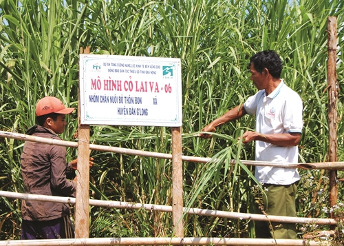 Gia đình ông K’sớ tự trồng cỏ lai để đảm bảo nguồn thức ăn cho đàn bò, kể cả trong mùa khô Gia đình ông K’sớ tự trồng cỏ lai để đảm bảo nguồn thức ăn cho đàn bò, kể cả trong mùa khô