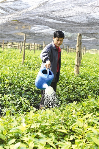 Trên địa bàn 4 xã nằm trong dự án quy hoạch vùng chè ở huyện Tủa Chùa hiện có 4 nhà máy thu mua chè Shan Tuyết của đồng bào Sơ chế búp chè Ông Hạng A Chư, người Mông, là một điển hình làm kinh tế giỏi từ cây chè Shan Tuyết ở thôn Hấu Chua, xã Sín Chải. Chăm sóc chè Shan Tuyết giống